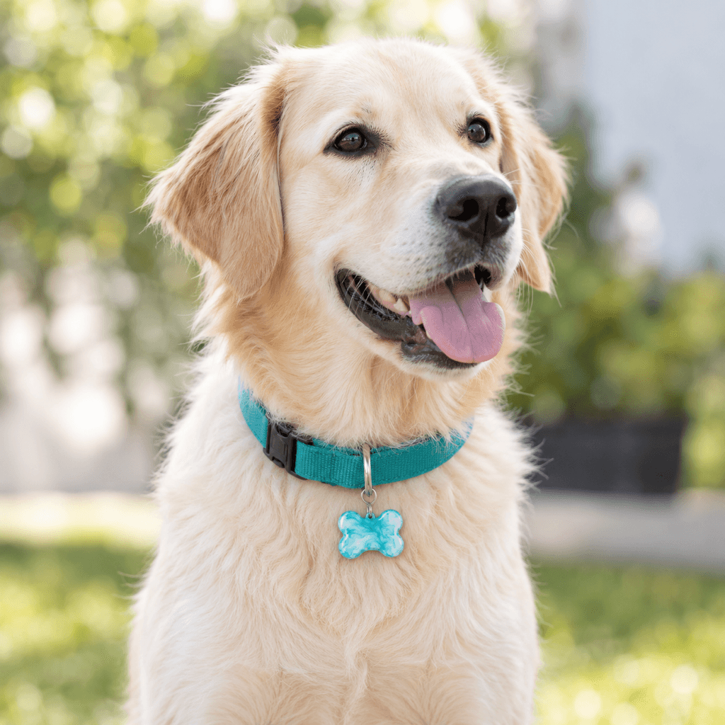 Perro con su placa en el collar